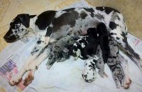 Dog alemão