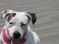 Pit Bull fêmea precisa de um lar
