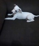 Spike precisa de um lar…