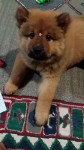Chow Chow linda