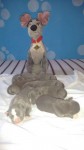 american staffordshire terrier blue