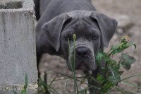 Filhotes Cane corso