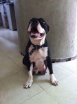american Staffordshire Terrier