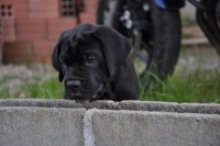 Filhotes Cane corso