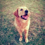 Golden Retriever – Filhotes