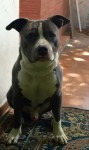 american staffordshire terrier blue