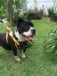 american Staffordshire Terrier