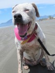 Pit Bull fêmea precisa de um lar