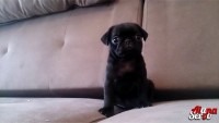 Procuro  pug para adota-los