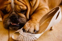 Filhotes de Bulldog Inglês (com pedigree)