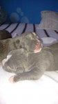 american staffordshire terrier blue