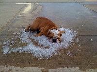Filhotes de Bulldog Inglês (com pedigree)