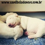 Filhotes de Bull Terrier