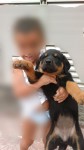 Rottweiler