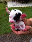 american Staffordshire Terrier