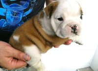 Bulldog Ingles