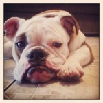 Filhotes de Bulldog Inglês (com pedigree)