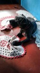 american staffordshire terrier blue
