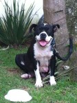 american Staffordshire Terrier