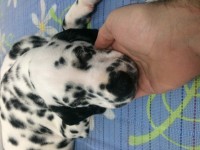 Lindo filhote de dálmata, preço imperdível!