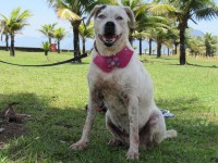 Pit Bull fêmea precisa de um lar
