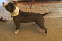 american staffordshire terrier blue