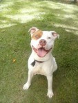 american Staffordshire Terrier