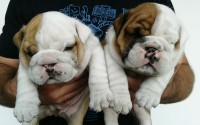 Bulldog Ingles
