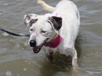 Pit Bull fêmea precisa de um lar