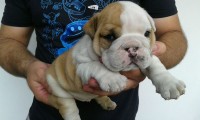 Bulldog Ingles