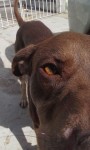 Doando Pit lindo e docil