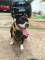 american Staffordshire Terrier