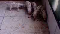 Lindíssimos filhotes de Dálmatas
