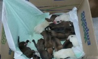 Vende-se boxer