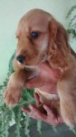 Filhotes de Cocker com Pedigree