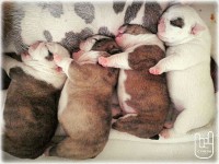 Filhotes de Bulldog Inglês (com pedigree)