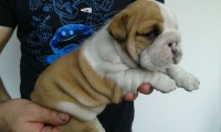 Bulldog Ingles