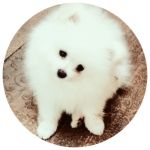 Spitz Alemão Branco Pedigree CBKC
