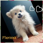 Maravilhosa Spitz