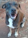Doando Pit lindo e docil