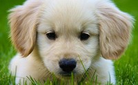 Sempre quis um filhote de Golden Retriever e vou dar muito amor para ele
