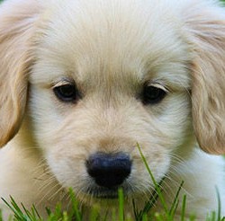 golden-retriever-sad-puppy