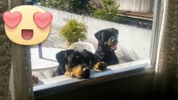 Rottweiler