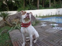 american Staffordshire Terrier