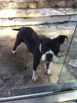 american Staffordshire Terrier