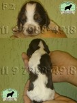 Cocker Spaniel Inglês Filhotes Chocolate