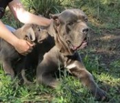 Filhotes Cane corso