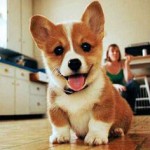 Welsh Corgi Pembroke