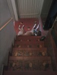 Vende-se boxer