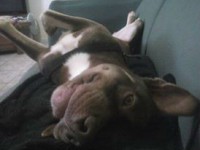 Doando Pit lindo e docil